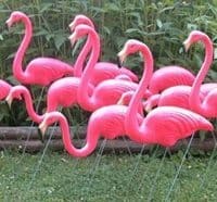 1950s Fads - Pink Flamingo